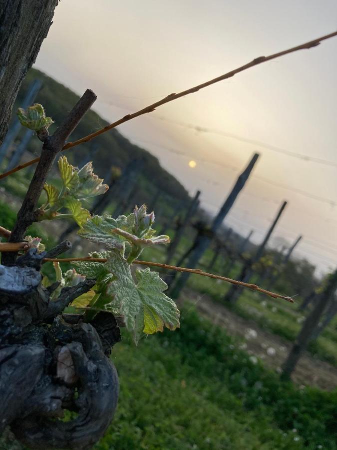 Domaine Labouroume Hotell Salies-de-Béarn Eksteriør bilde