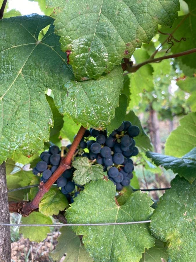 Domaine Labouroume Hotell Salies-de-Béarn Eksteriør bilde